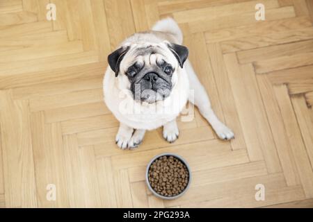 Ein beigefarbener Hund sitzt auf einem Holzboden neben einer Schüssel mit Essen und schaut traurigerweise in die Kamera. Stockfoto