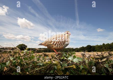 Wunderschöne rotes Rebhuhn aus der Nähe einer Hecke mit atemberaubendem Blick auf Himmel und Ackerland Stockfoto