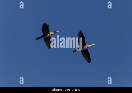 Zwei große Kormorane fliegen in einem klaren blauen Himmel Stockfoto