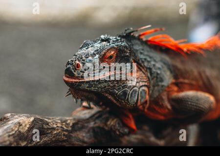 Wilder grauer Orangen-Leguan, der in der Tierwelt auf einem Ast sitzt Stockfoto