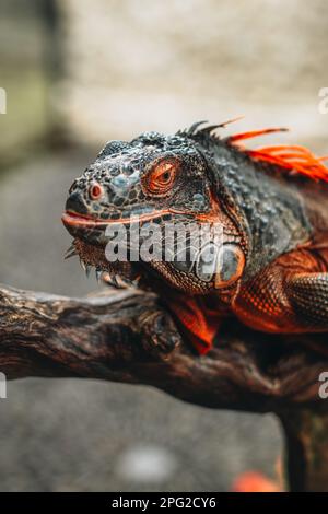 Wilder grauer Orangen-Leguan, der in der Tierwelt auf einem Ast sitzt. Vertikal Stockfoto