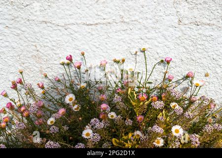 Weiße und rosafarbene Gänseblümchen vermischt mit anderen Blumen und Blättern, die auf natürliche Weise an einer weiß getünchten, kieselförmigen Wand wachsen. Stockfoto