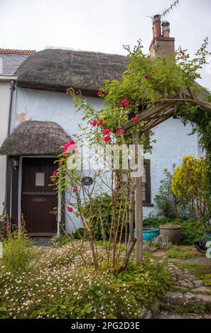 Ein blau gestrichenes, kleines strohgedecktes Cottage in Lyme Regis in Dorset mit einer strohgedeckten Veranda und einem Rosenbusch-Vorlauf über dem vorderen Weg. Stockfoto