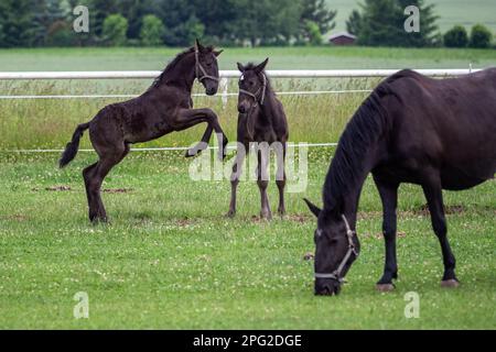 Fohlen spielen auf der Weide. Schwarzes kladrubianisches Pferd. Stockfoto