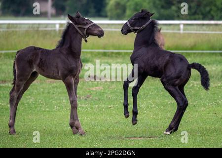 Fohlen spielen auf der Weide. Schwarzes kladrubianisches Pferd. Stockfoto