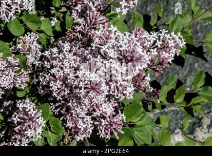 Der Frühlingsnachmittag in Taylors Falls, Minnesota, USA: Stockfoto