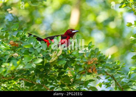 Grüner Honigkriecher - Chlorophan spiza, schöner kleiner bunter Honigkriecher aus Panama. Stockfoto