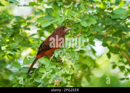 Grüner Honigkriecher - Chlorophan spiza, schöner kleiner bunter Honigkriecher aus Panama. Stockfoto