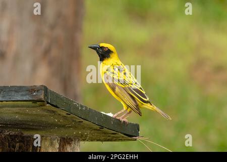 Südliches maskiertes Weaver, Ploceus velatus auf Mauritius Stockfoto