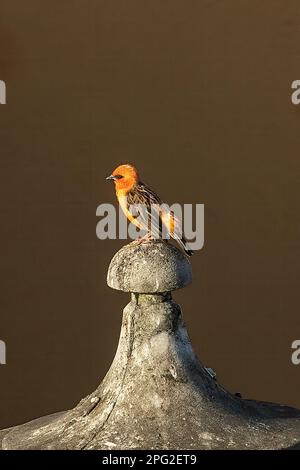 Mauritius Fody, Foudia rubra Stockfoto