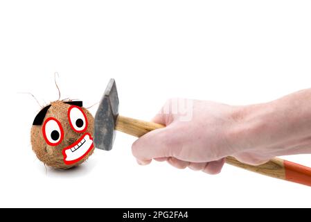 Komischer Begriff von Gefahr und Angst. Öffnen einer Kokosnuss mit dem Hammer. Verängstigte Kokosnuss isoliert auf weißem Hintergrund Stockfoto