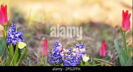 Wunderschöner natürlicher Frühlingshintergrund mit Blumen, Tulpen, Hyazinthen, Schmetterlingen im Gras am Morgen der Morgendämmerung. Stockfoto