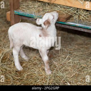Weißes und braunes Katahadin-Schaflamm, das versucht, Heu zu essen Stockfoto