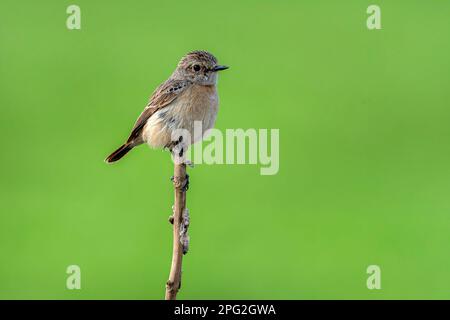 Der wunderschöne kleine Vogel auf dem Zweig, das sibirische Stonechat oder das asiatische Stonechat ist eine kürzlich validierte Art der Fliegenfänger-Familie der Alten Welt Stockfoto