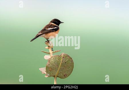 Der wunderschöne kleine Vogel auf dem Zweig, das sibirische Stonechat oder das asiatische Stonechat ist eine kürzlich validierte Art der Fliegenfänger-Familie der Alten Welt Stockfoto