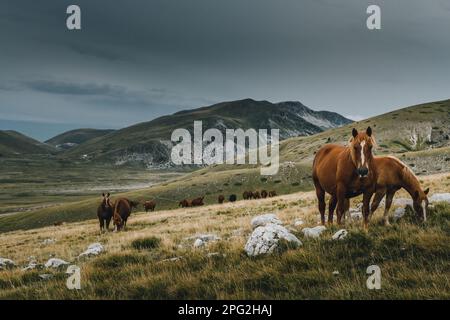 Pferde fressen die Berge Stockfoto