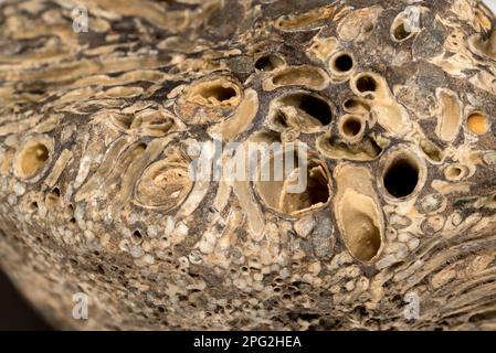 Liefern Sie Wurmlöcher (Teredo Navalis) in versteinertem Holz. auch bekannt als Naval Missmanagement, Atlantic Missmanagement, große Bohrmuschel Stockfoto