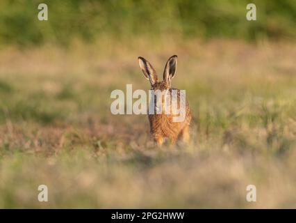 Ein brauner Hase ( Lepus europaeus), der in Richtung Kamera läuft. Sonnenlicht durch das Abendlicht. Vor einem klaren natürlichen Hintergrund aufgenommen. Suffolk , Vereinigtes Königreich Stockfoto