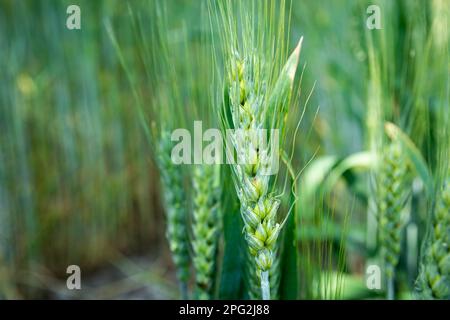 Nahaufnahme von grünen Ohren aus Triticale-Körnern, Sommeransicht Stockfoto