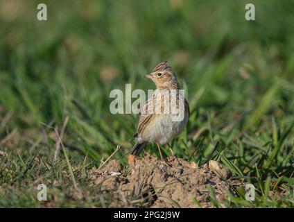 Ein Skylark (Alauda arvensis) auf einem Erdklumpen, der in die Kamera schaut. Es ist eine ungewöhnliche Frisur auf einem Weizenfeld. Suffolk, Großbritannien Stockfoto