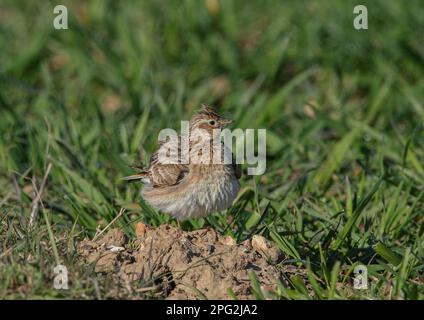 Ein aufgewühlter Skylark ( Alauda arvensis), der auf einem Erdklumpen sitzt und in die Kamera schaut. Auf einem Weizenfeld. Suffolk, Großbritannien. Stockfoto