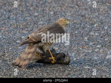 Ein Sparrowhawk ( Accipiter nisus) tötet, pflückt und isst einen unglücklichen Starling (Sturnus vulgaris), wenn er zur Mahlzeit wird. Suffolk, Großbritannien Stockfoto