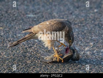 Ein Sparrowhawk ( Accipiter nisus) tötet, pflückt und isst einen unglücklichen Starling (Sturnus vulgaris), wenn er zur Mahlzeit wird. Suffolk, Großbritannien Stockfoto