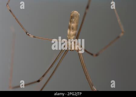 Kellerspinne mit langem Körper (Pholcus sp.) Im Netz kriechen, Arachniden, lange Beine, haarig, gruselig, Makrofotografie Stockfoto