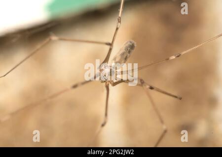 Kellerspinne mit langem Körper (Pholcus sp.) Mit glühenden Augen, die auf dem Netz krabbeln, Arachniden, langen Beinen, haarig, gruselig, Makrofotografie Stockfoto