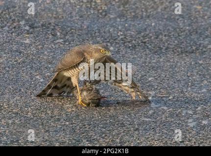 Ein Sparrowhawk ( Accipiter nisus) tötet, pflückt und isst einen unglücklichen Starling (Sturnus vulgaris), wenn er zur Mahlzeit wird. Suffolk, Großbritannien Stockfoto