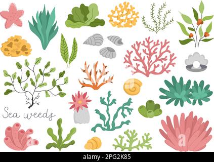 Vektoralgen bereit. Sammlung von Meeres- oder Meerespflanzen. Flachkorallen, aktinien, Luminaria, Stern, Phyllophora, Muscheln und Perlen-Clip-Art. Wassergrün Stock Vektor