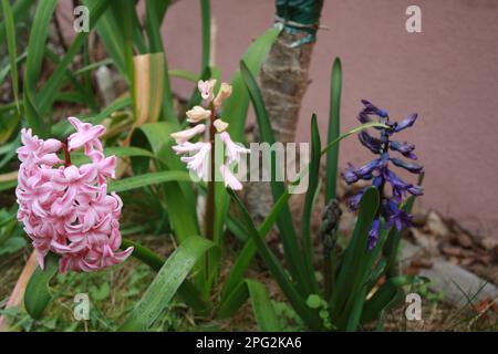 Farbenfrohe Hyazinthen im Frühling Stockfoto
