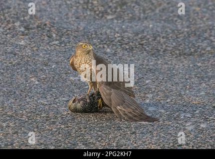 Ein Sparrowhawk ( Accipiter nisus) tötet, pflückt und isst einen unglücklichen Starling (Sturnus vulgaris), wenn er zur Mahlzeit wird. Suffolk, Großbritannien Stockfoto