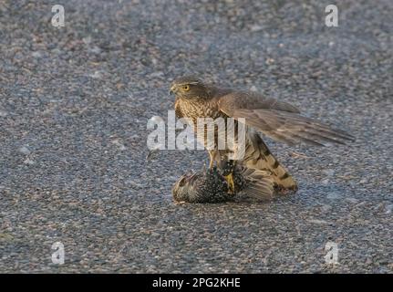 Ein Sparrowhawk ( Accipiter nisus) tötet, pflückt und isst einen unglücklichen Starling (Sturnus vulgaris), wenn er zur Mahlzeit wird. Suffolk, Großbritannien Stockfoto