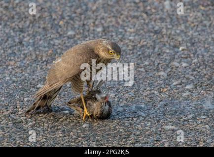 Ein Sparrowhawk ( Accipiter nisus) tötet, pflückt und isst einen unglücklichen Starling (Sturnus vulgaris), wenn er zur Mahlzeit wird. Suffolk, Großbritannien Stockfoto