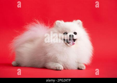 Portrait des süßen, flauschigen Welpen von pommern spitz. Ein kleiner lächelnder Hund liegt auf einem hellen, trendigen roten Hintergrund. Stockfoto