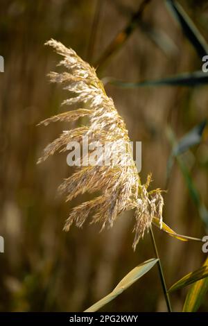 Erstaunliche Landwirtschaft Sonnenuntergang Landschaft. Wachstum Natur Ernte. Weizenfeld-Naturprodukt. Goldene Weizenohren nähern sich. Ländliche Szene unter Sonnenlicht. Stockfoto