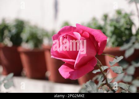 Wunderschönes, leuchtendes Pink, wunderschöne Rose. Stockfoto