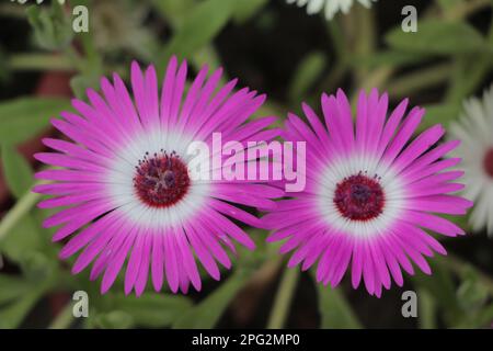 Ficoidpflanze mit rosafarbenen Blüten, Eispflanze „Mesembryanthemum crystallinum“, Ficoide glaciale, Aizoaceae Succulent plant Stockfoto