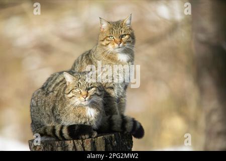 Europäische Wildkatze (Felis silvestris). Zwei Erwachsene auf einem Baumstumpf. Deutschland Stockfoto