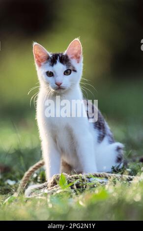 Hauskatze. Junge Katze, die auf einer Wiese sitzt. Deutschland. Stockfoto
