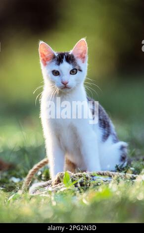 Hauskatze. Junge Katze, die auf einer Wiese sitzt. Deutschland. Stockfoto