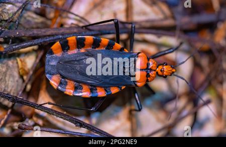 Nahaufnahme von Triatoma infestans Insektenschädling auf der Pflanze Stockfoto