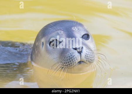 Seehund (Phoca vitulina). Jugendschwimmen in der Nordsee, Deutschland Stockfoto