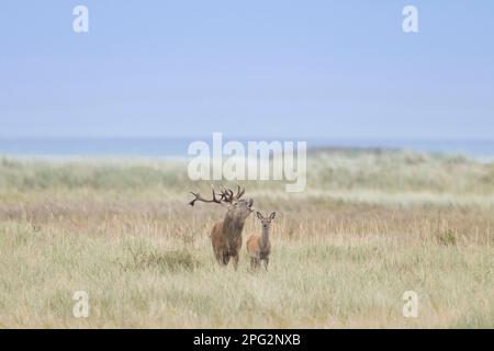 Rotwild (Cervus elaphus). Ein Paar, das in Schilf steht, nahe der Ostsee. Nationalpark Lagunenregion Westpommern, Mecklenburg-Vorpommern, Deutschland Stockfoto