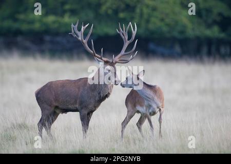 Rotwild (Cervus elaphus). Hirschhund. Dänemark Stockfoto