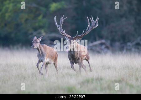Rotwild (Cervus elaphus). Hirschhund. Dänemark Stockfoto