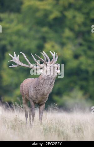 Rotwild (Cervus elaphus). Hirschbälger im Herbst, Dänemark Stockfoto