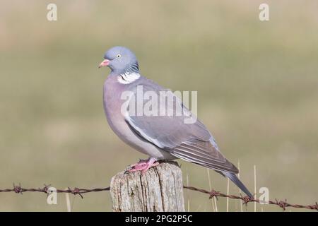 Wolltaube (Columba palumbus). Erwachsener auf einem Poest. Zwillinge Stockfoto