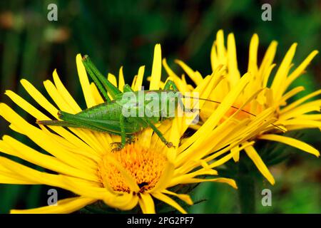 Twitching Green Bushcricket (Tettigonia cantans). Weiblich auf Blüte Stockfoto